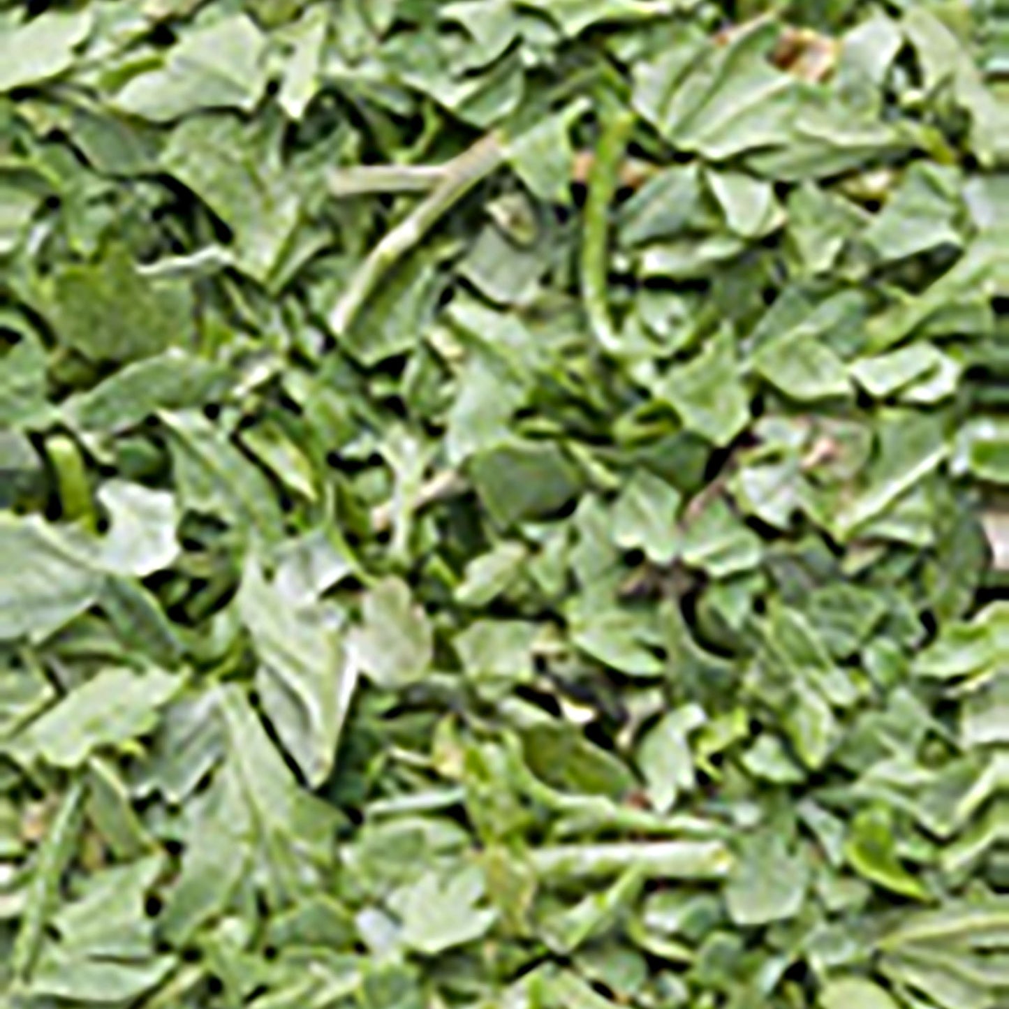 hasmatuchi-liofilizat_10