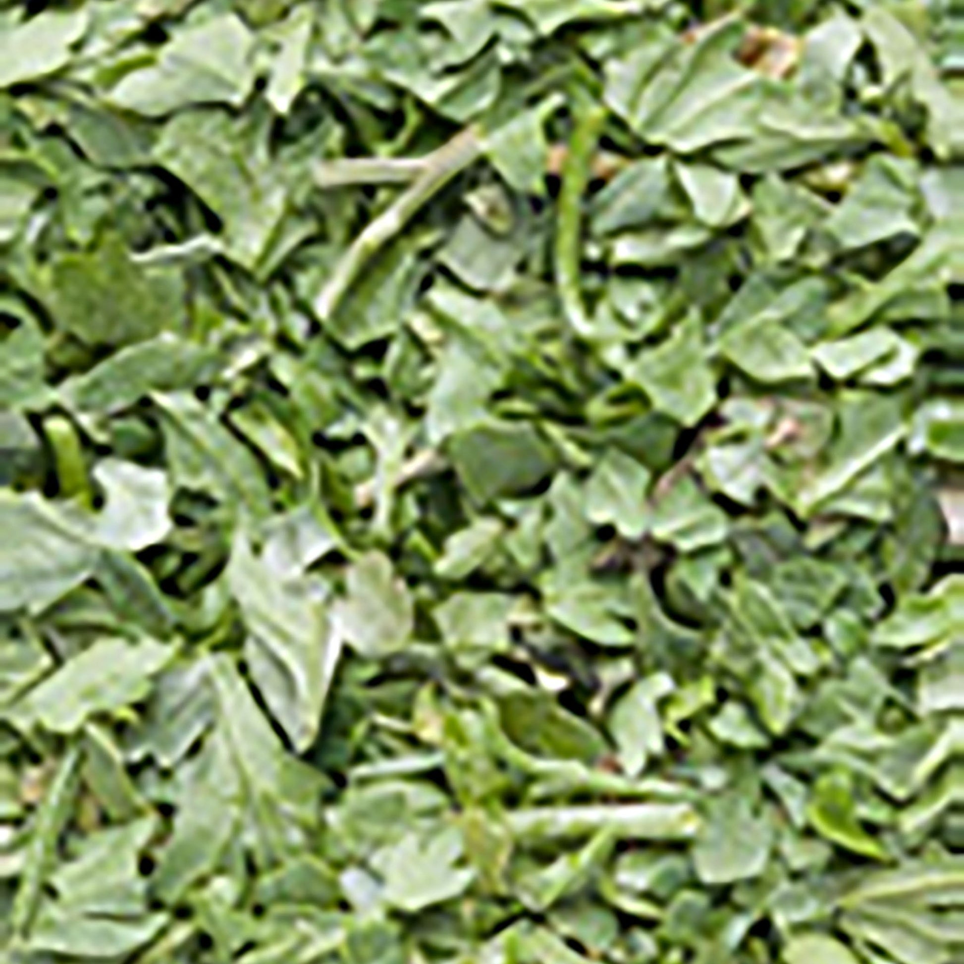 hasmatuchi-liofilizat_10