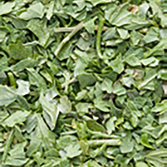 hasmatuchi-liofilizat_10