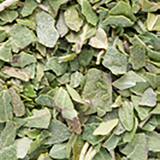 oregano_10